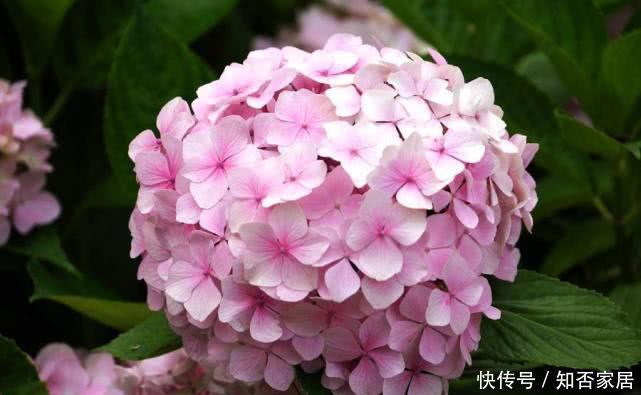  『绣球花』绣球花颜色鲜艳，花球又大又圆，养护绣球要注意什么？