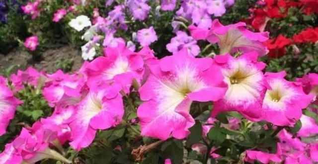  「喜欢」这3种花好养还易活，花期很长，一开花就是好几个月，你喜欢吗？