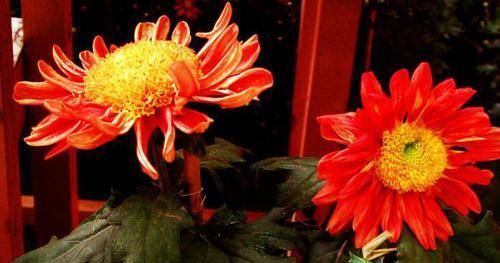  『妩媚』喜欢菊花，不如养盆“稀世名菊”洹水红桂，似美人起舞，妖娆妩媚