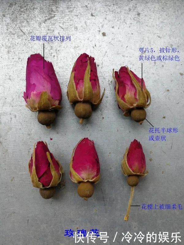  『玫瑰』玫瑰、月季傻傻分不清看这里