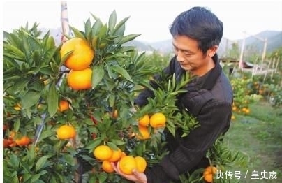  「上市」去年几毛1斤也滞销，如今收购价3.8元，果农却高兴不起