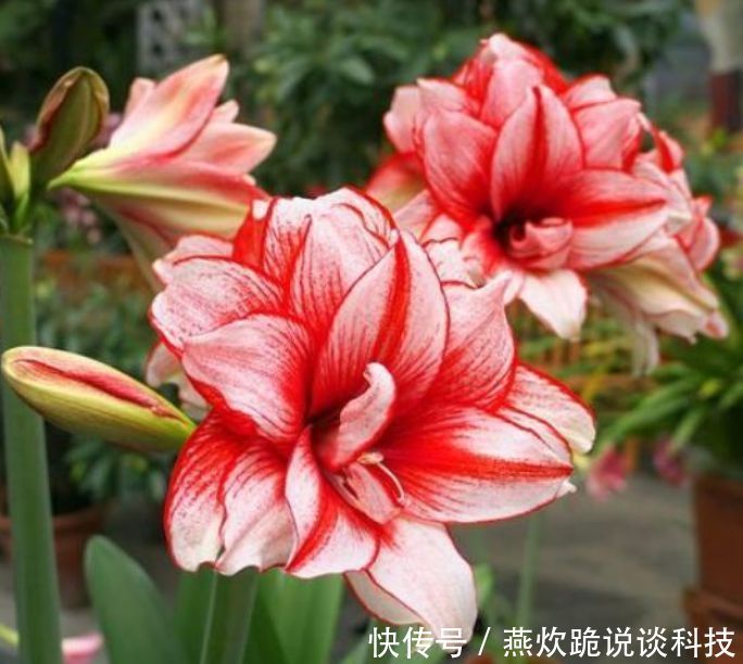 「漂亮」“4种花”养家里,漂亮养眼,简单养护就能长得旺,花美心情好!