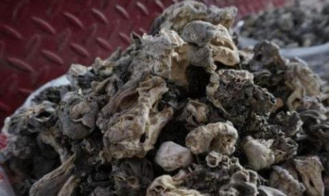 新疆特产年产仅10吨 常有人花“天价”求购却无人卖