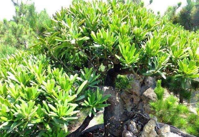  「特别」家里养这4种植物，旺财镇宅，净化空气又好看，养一盆特别值
