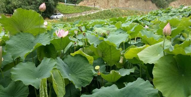  莲藕■农田里长出的“宝贝”，知道是什么吗？其实你每天都有见过