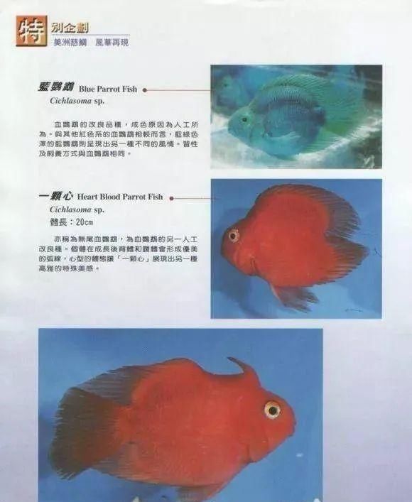 #水族市场上#美洲慈鲷之美，您细品