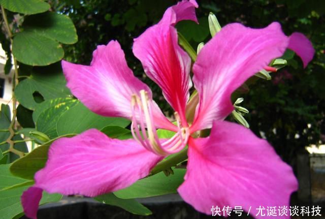  #小院#家有小院，3种花必须要养，造型奇特抓人眼球，自己就是一道风景