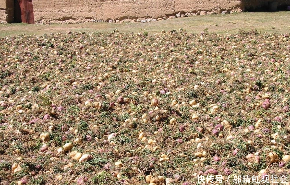  #萝卜#号称南美人参，上百元一斤被捧上神坛，如今农民当成萝卜