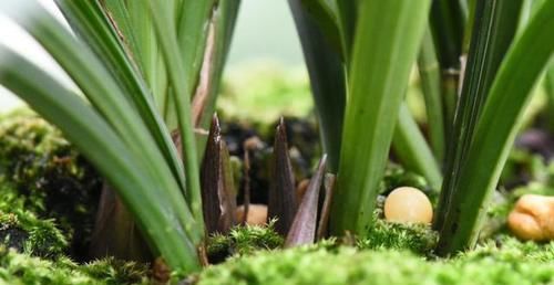  「高温」兰花盆里的苔藓需要去掉吗？说兰花盆面不能铺苔藓的都是小气鬼