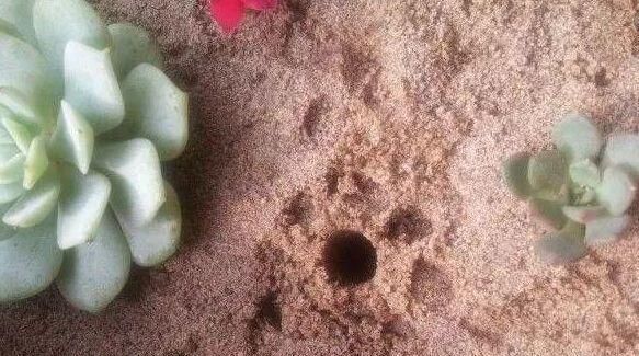  花生壳■养花盆土常常板结，埋下“4个小玩意”，变得松软，养花更旺了