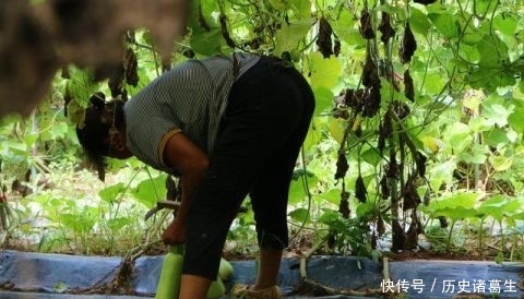  亩地能@农民种植一种蔬菜，批发价每斤0.5元，3亩地能赚多少钱？