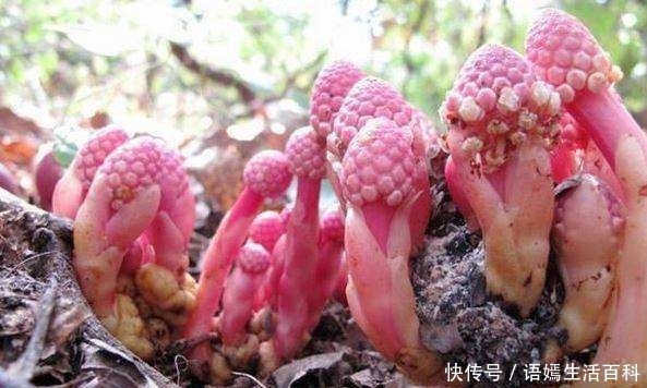 这种长在农村深山的植物，人称“儿子不离母”，另一个名字很文雅