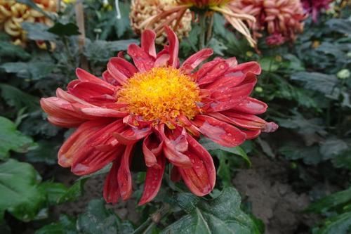  「喜欢」喜欢菊花，就养盆“菊中珍品”大红托桂，红艳欲滴，花香袭人！