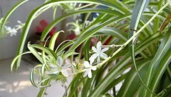  「适合」适合懒人养的花,养成轻松成本低!