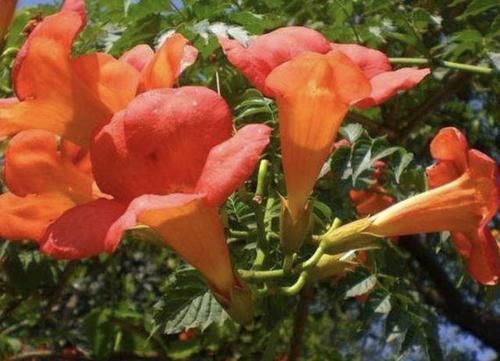  『值得』1种“凌霄花”，养3年枝条变成“4米长”，开花“80朵”，值得养