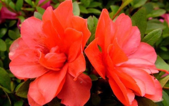  爆满|盆栽杜鹃花，做好这3点，来年开花爆满盆！