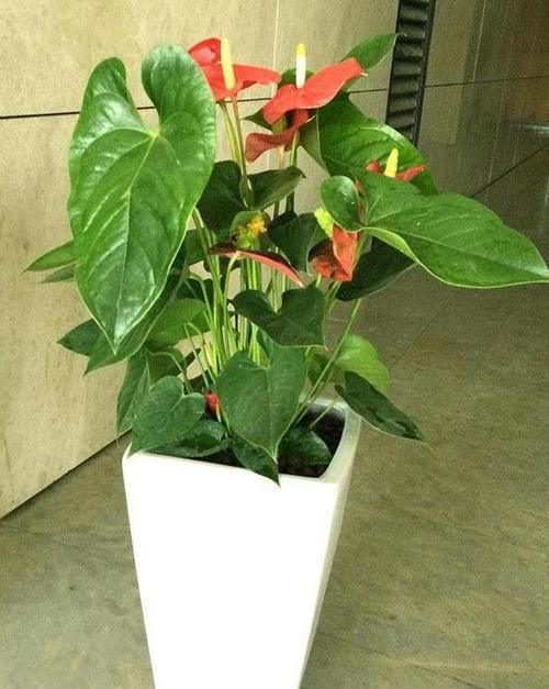 [纳财]?它花姿奇特美妍，叶片油绿，花色红艳，招福又纳财