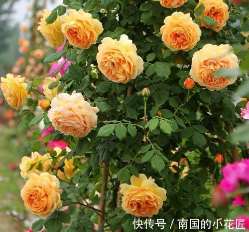 便宜|家里养花不用多,就这3种便宜花,安安稳稳开一年,值得拥有!