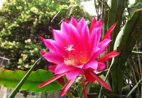  『室内』这些花，花和叶子很好看，适合室内养