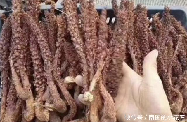 『不老草』在沙丘、山坡下,生长着1种“不老草”,植株珍贵,遇到请保护!
