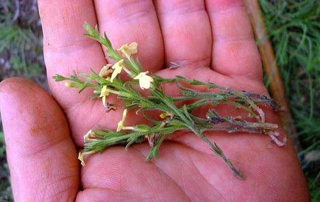  「杂草」比黄金还贵的植物，长在农村很少人认识，常被农民当杂