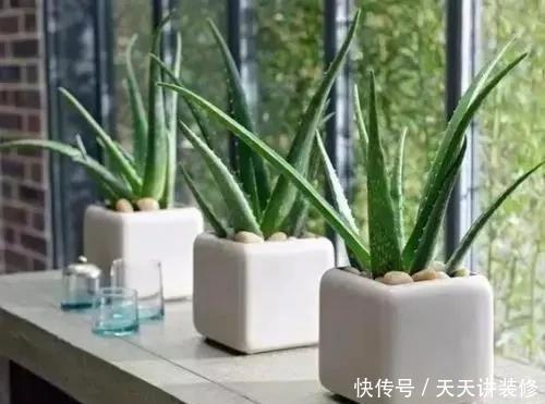  家里|家里什么植物都可以不养，唯独这4种花万万要摆，身体越住越健康