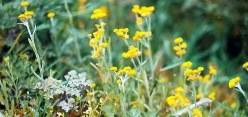  #杂草#曾经当农田杂草，如今成高档野菜，8元一斤，很多人来农村买