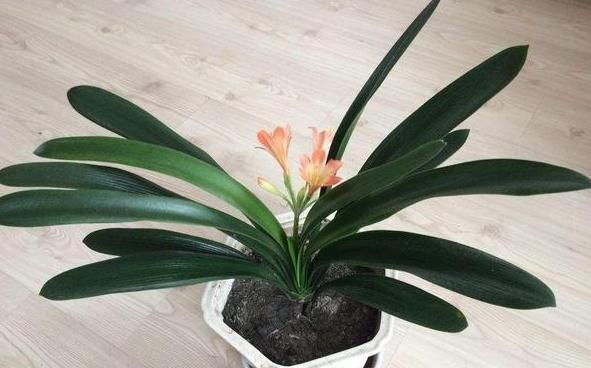 『移植』春天养花是门技术活:掌握4个诀窍,盆栽个个枝叶繁茂、开花多