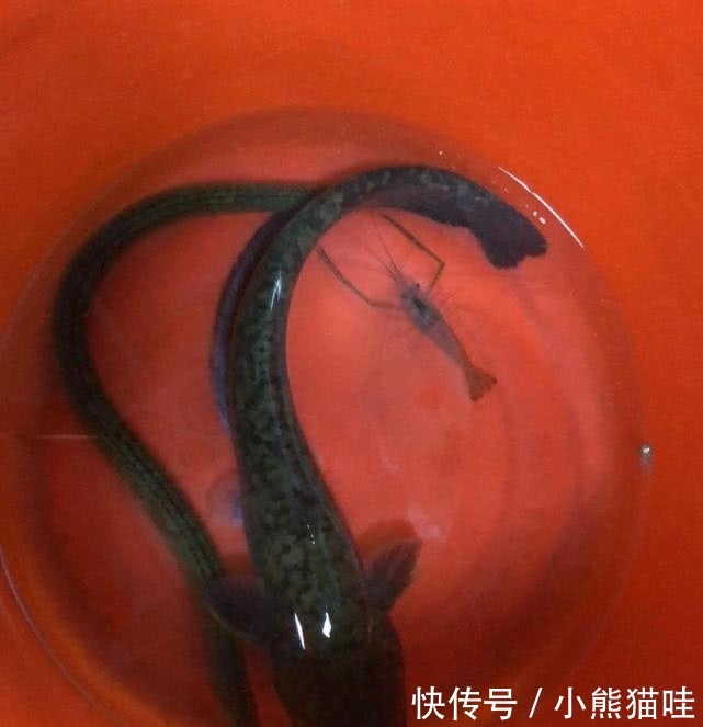 吓死人■缺德?为防止人“偷鱼”,水库边放置“水鬼”,钓鱼人:能吓死人