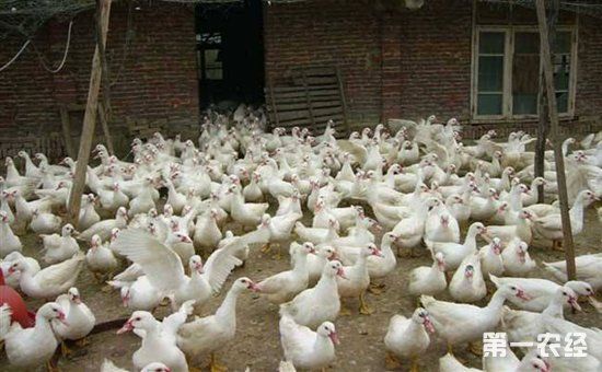 安徽:大学生返乡创业利用荒滩资源饲养蛋鸭