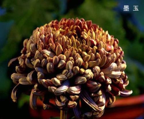  「家里」家里养这几款花，沾土就活，开花200多天，花色柔美靓丽，内敛美