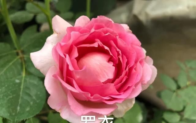 『丰花性好』狼家自育的表现到底如何，戳进来看看花友们的大实话