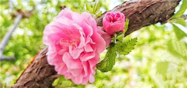  花儿：图集丨?花儿缀满枝头，醉了靖宇山城