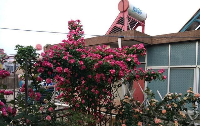  [便宜]养花就养这4款植物，便宜又好养，开花艳丽妖艳，开花烂漫迷人眼