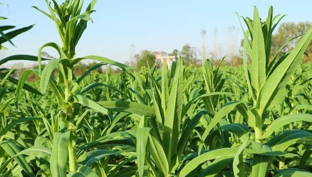  「种植」农村大叔种植特色，7亩收入70000元，种植秘诀在哪里