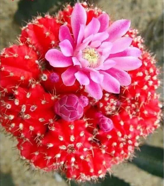  『开出的花』非常罕见的仙人掌，一起欣赏！