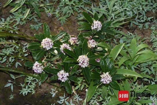  范成大■语闻成都｜二十四番风信（4） 瑞香一品九命紫风流