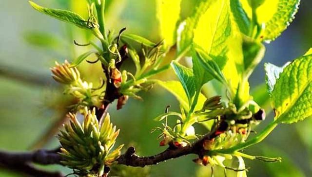  价值堪比黄■一种植物农民砍树剥树皮卖，殊不知花才是宝，价值