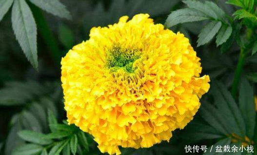 『春天』春天就养“5种花”,扔土里就能开花,好养又漂亮,开成百花园!