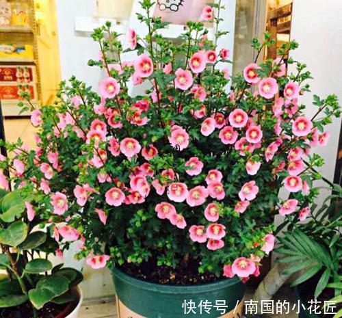 便宜|家里养花不用多,就这3种便宜花,安安稳稳开一年,值得拥有!