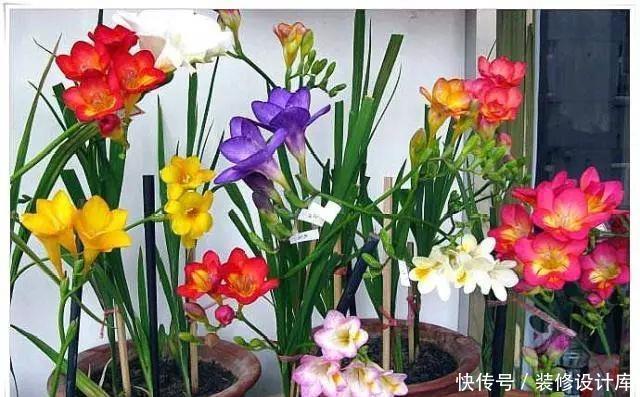 「喜欢」别傻傻养绿萝了,家中摆上这3种“兰花”,不仅好闻,还显档次!