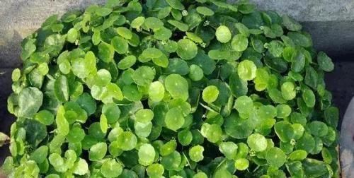 【绿油油】一个玻璃瓶,放几根铜钱草,2个月长满瓶,叶子大又亮,养眼清新