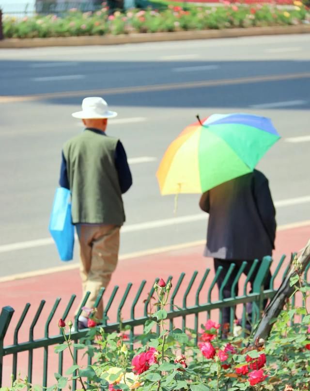  「开好」井研县丨花都开好了！10000余平方米月季花等你来赏