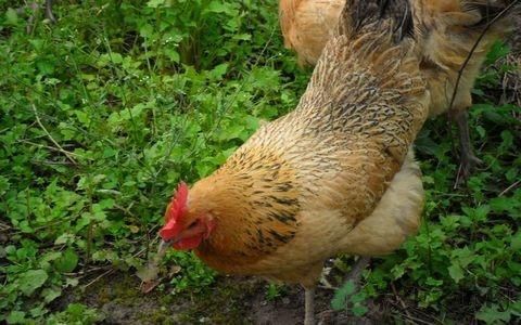  母鸡：农村怪相：商贩在农村高价收购老母鸡，年岁越久的越好，