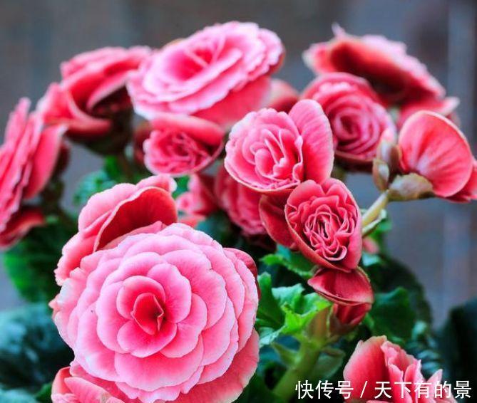『漂亮』春天就养这种花,一入4月变成“开花机器”,花朵艳丽,花量大