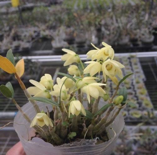 「专属」父亲专属特有之花,石斛花,父亲节送父亲的专属花