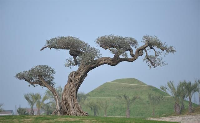 “土豪植物园”，带你走进奇妙园艺世界