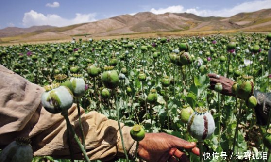  24小时@中国的国宝级农民，有武警24小时保护，只因种的东西危害