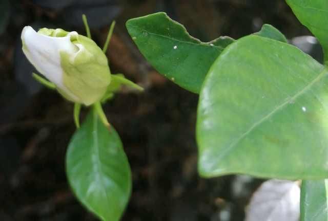  杠板归|炎炎夏日，既见栀子花开，又见一株杠板归