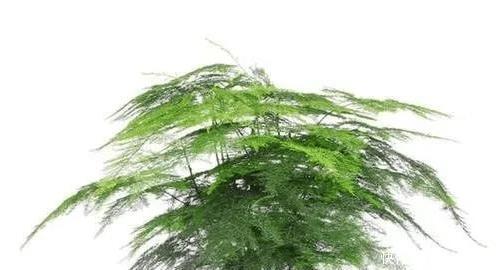  #高贵#八种寓意吉祥的旺财花，好看还好养，喜庆又高贵！